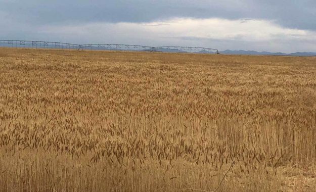 Cedar_valley_wheat_field2